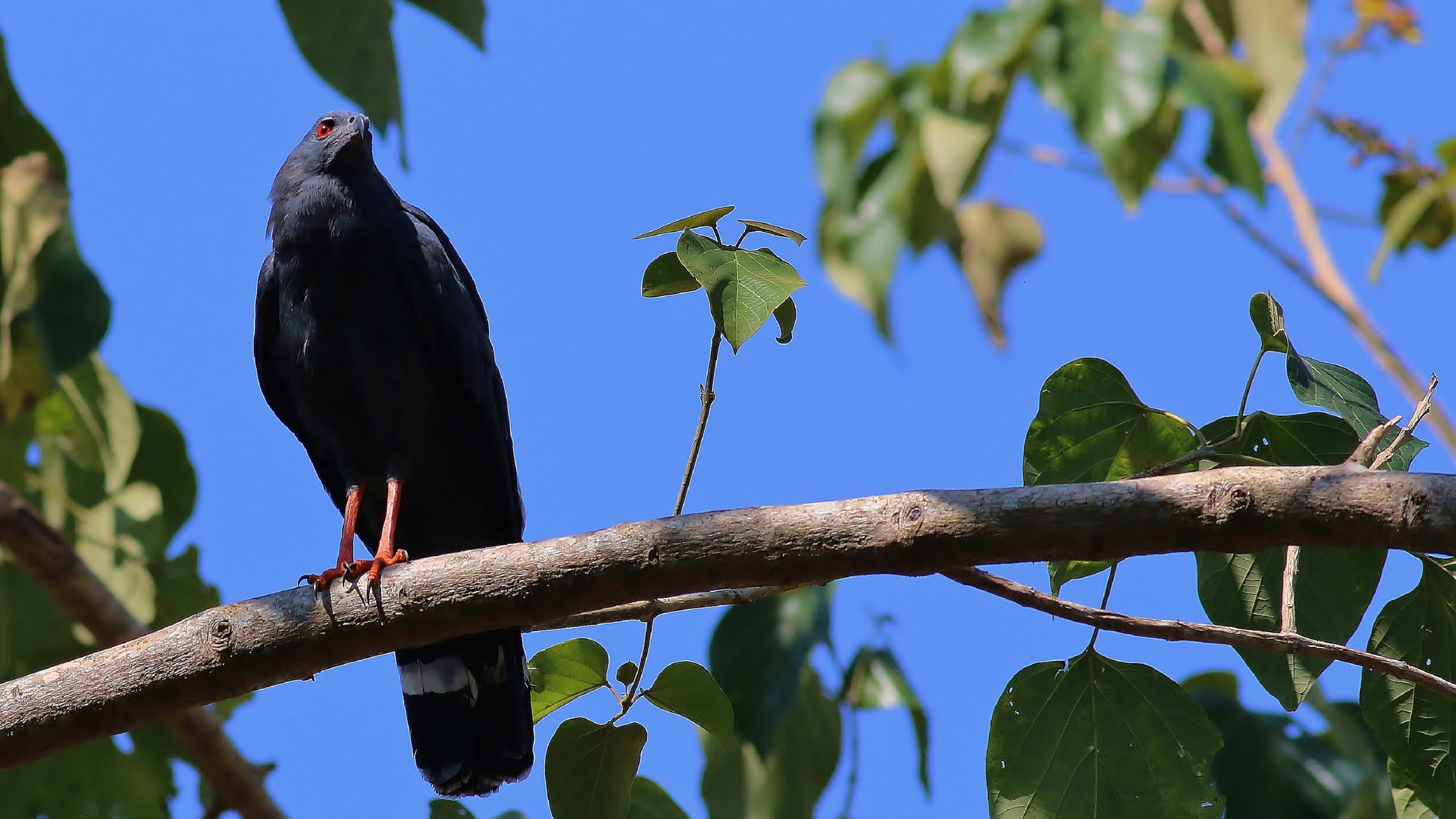 Common Black Hawk